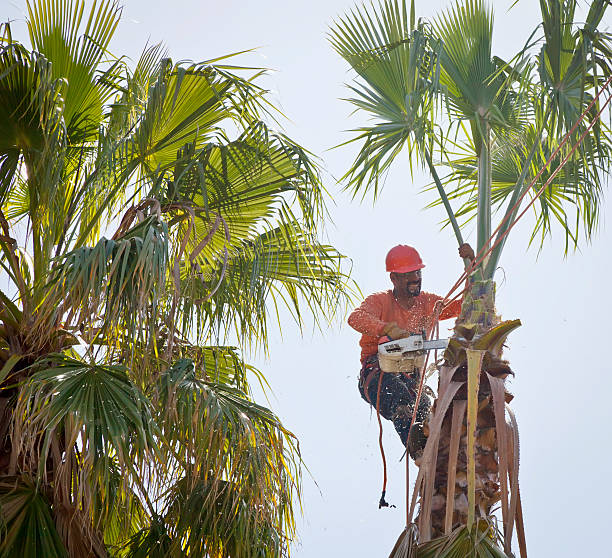 Best Tree Removal Contractors  in USA